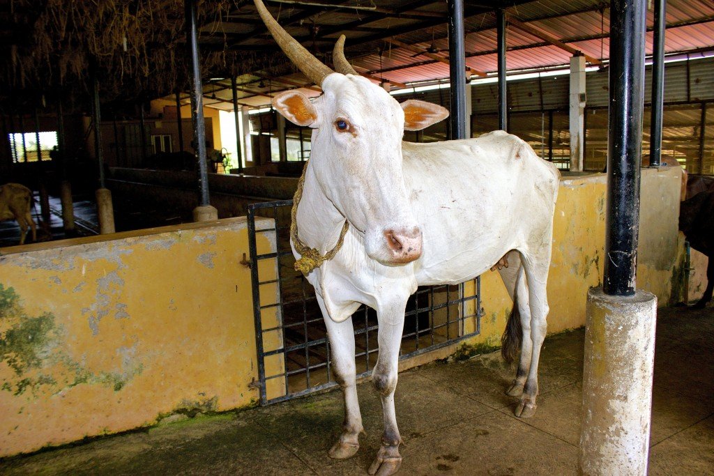 Indian Cow Khillari Breed