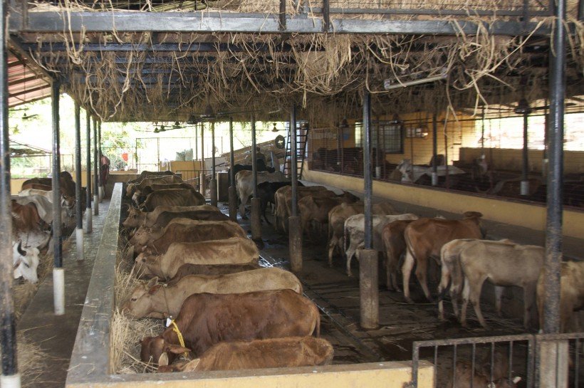 cow-shed-gaushala-save-indian-cows-save-cows-donate-to-save-cows