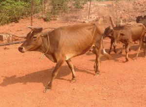 Malnad Gidda Desi Cow