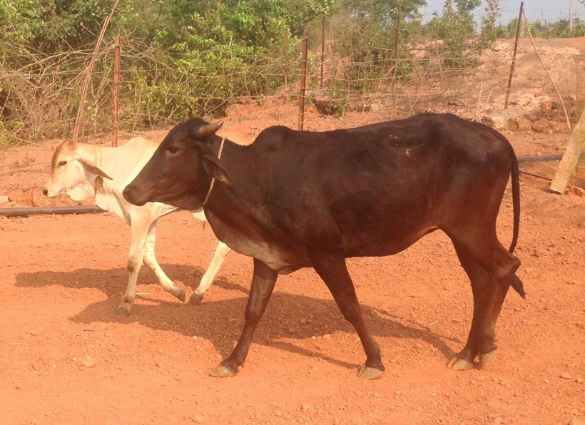 Malnad Gidda Surabhivana Gaushala Donate To Feed And Save Cows