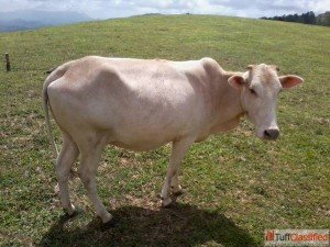 vechur cow