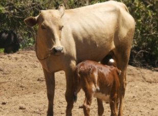 Kapila Cow