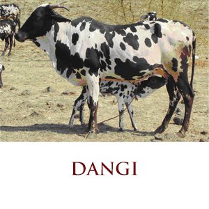 dangi