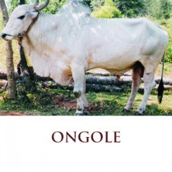 Ongole The best Indian cow breed