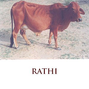 rathi breed