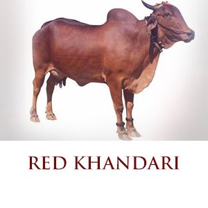 red khandari