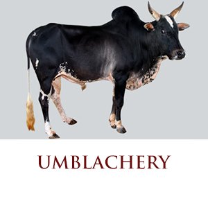 umblachery