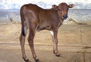 Adopt a Calf