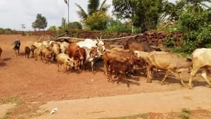 Desi Breed of Cows at Surabhivana