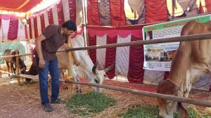 Ayush Habba, Save Indian Cows Awareness Campaign