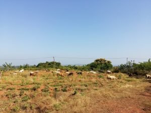Taking care of Cows - Surabhivana