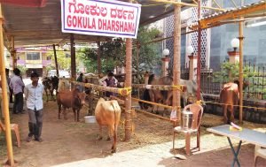 Krishna Sammelana Udupi - Surabhivana Cows