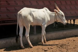 Save Cows - Indian breeds