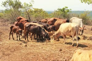 Cows Grazing Peacefully, Surabhivana