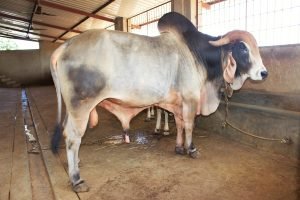 Save Indian Cows - Indian Breed of Cows at Surabhivana