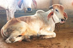 Save Indian Cows - 3