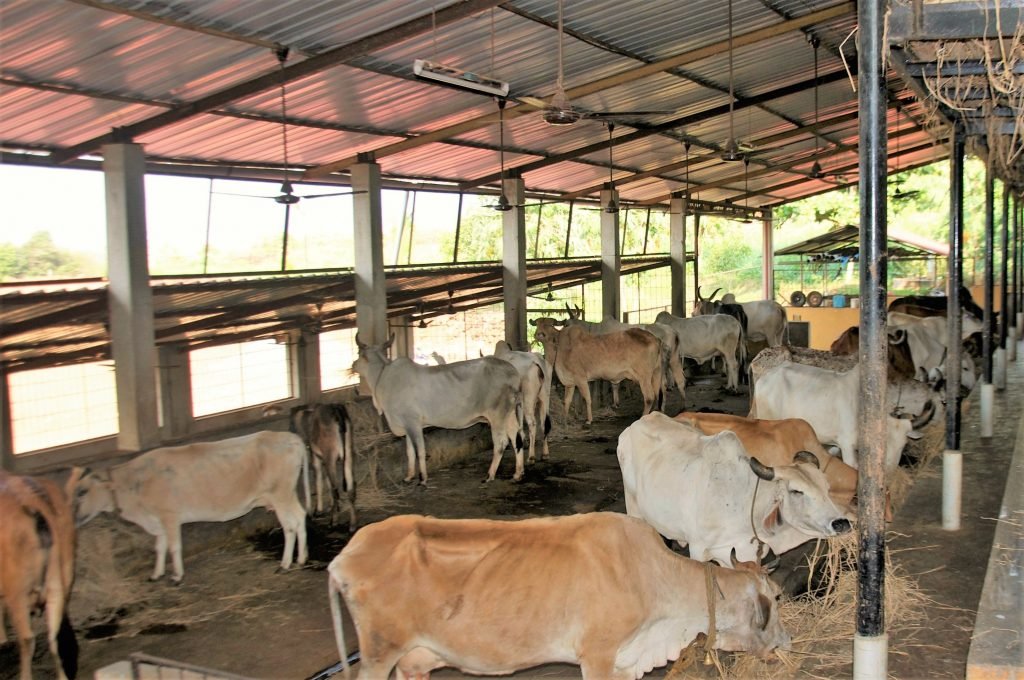 Cow Farming Surabhivana Gaushala Donate To Feed And Save Cows Non 