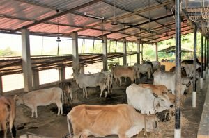 Cows Sheds Shelter to Save Indian Cows