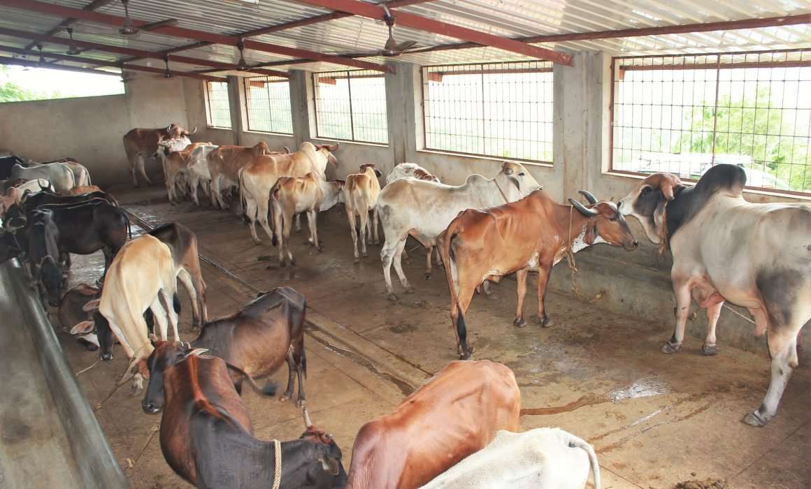 Cow Shed Shelter At Surabhivana Save Indian Cows Save Cows Donate