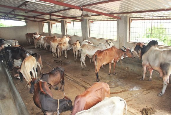 cow sheds