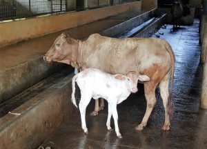 kapila cow breed