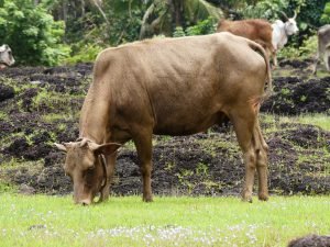 Diabetes Care and Cows