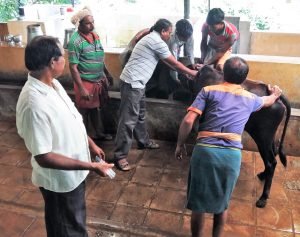 Vaccination of Cows at Surabhivana - 2