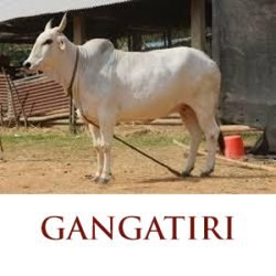 Gangatiri - Surabhivana Gaushala | Donate To Feed And Save Cows | Non ...