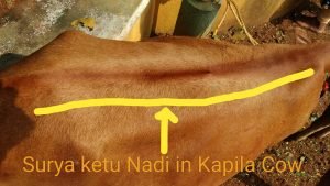 Surya Ketu Nadi in Indian Cow