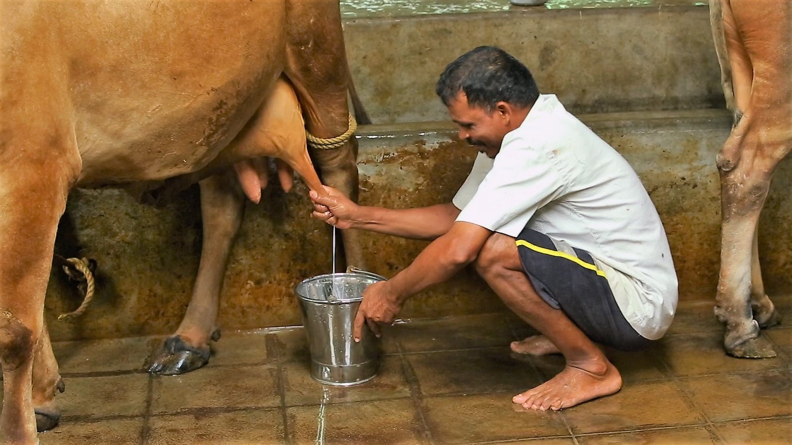 Image result for milking a cow india