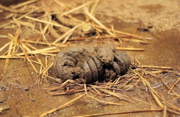 Cow Dung - Surabhivana Gaushala | Donate To Feed And Save Cows | Non ...