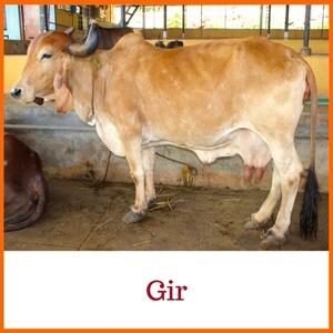 Gyr Cow | Gir