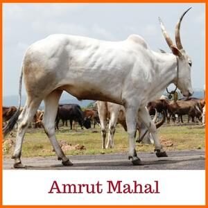 Amrut Mahal Indian Cow Breed