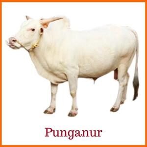 Punganur Indian Breed Cow