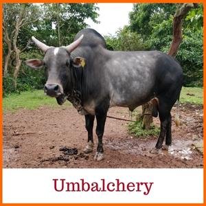 Umbalchery Indian Breed Cow