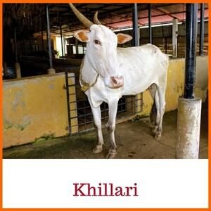 Khillari Indian Cow Breed