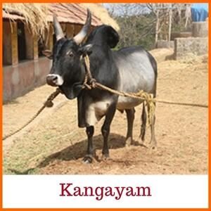 Kangayam Indian Cow Breed