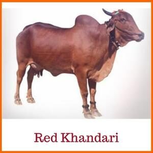 Red Khandari Indian Cow Breed