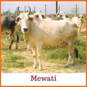 Mewati Indian Cow Breed