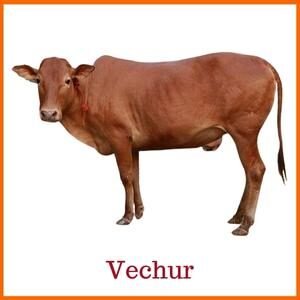 Vechur Indian Breed of Cow