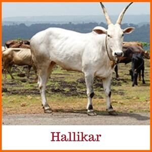 Hallikar Indian Cow Breed