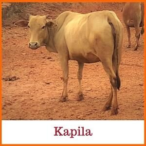 Kapila Indian Breed Cow