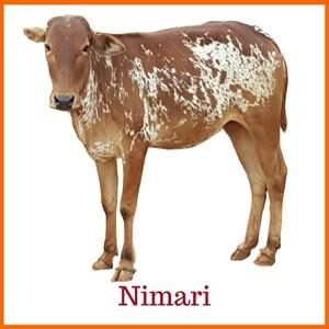 Nimari Indian Breed Cow