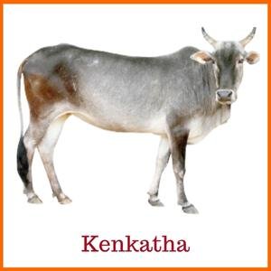 Kenkatha Indian Breed of Cow