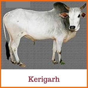 Kerigarh Indian Cow Breed