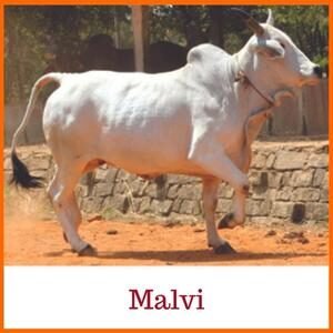 Malvi Indian Breed Cow