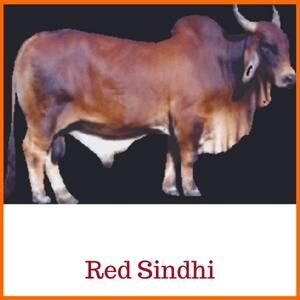 Red Sindhi Indian Breed Cow