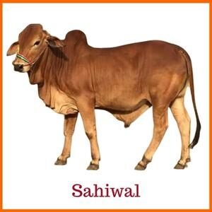 Sahiwal Indian Breed Cow