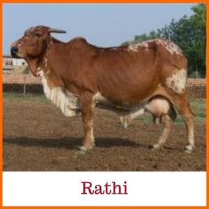 Rathi Indian Breed Cow