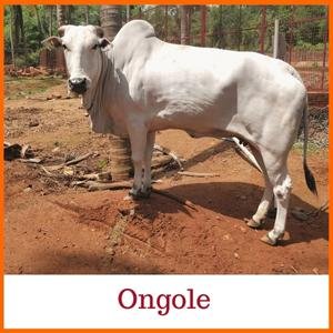 Ongole Indian Breed of Cow